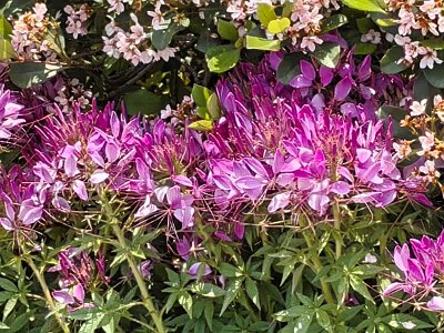 WuhanFlowerShow0426 (322)