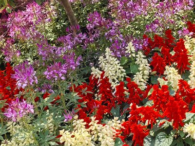 WuhanFlowerShow0426 (324)