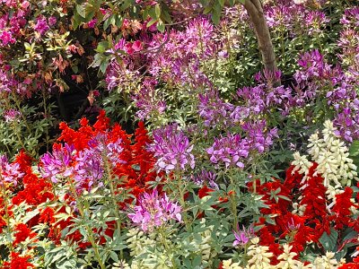 WuhanFlowerShow0426 (325)