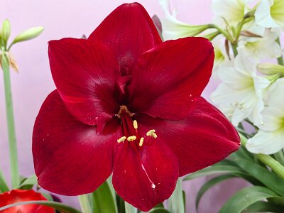 WuhanFlowerShow0426 (33)