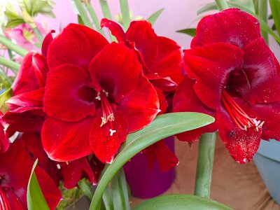 WuhanFlowerShow0426 (36)