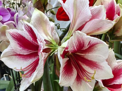 WuhanFlowerShow0426 (383)