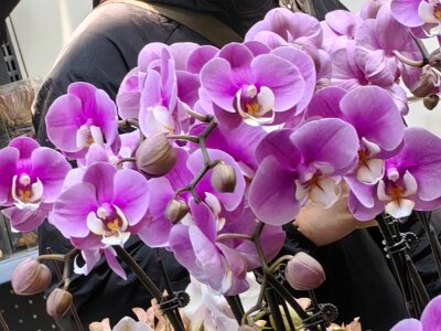 WuhanFlowerShow0426 (385)