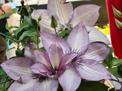WuhanFlowerShow0426 (386)