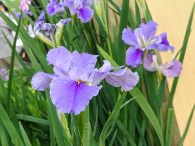 WuhanFlowerShow0426 (392)