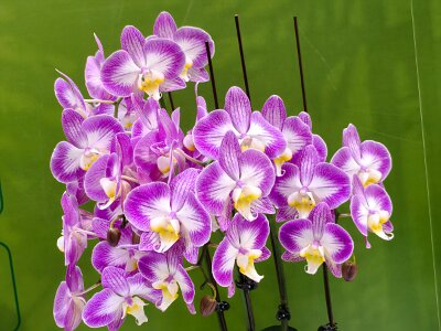 WuhanFlowerShow0426 (393)
