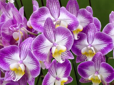 WuhanFlowerShow0426 (394)