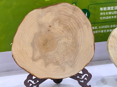 WuhanFlowerShow0426 (400)