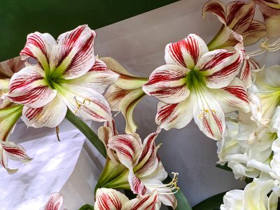 WuhanFlowerShow0426 (402)