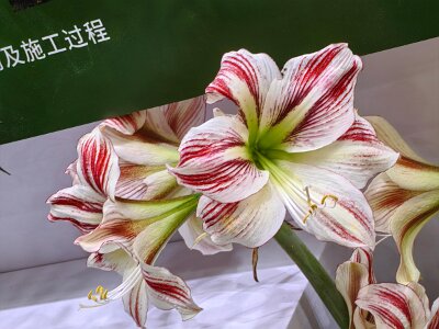 WuhanFlowerShow0426 (403)