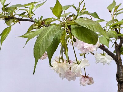 WuhanFlowerShow0426 (404)