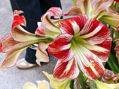 WuhanFlowerShow0426 (406)