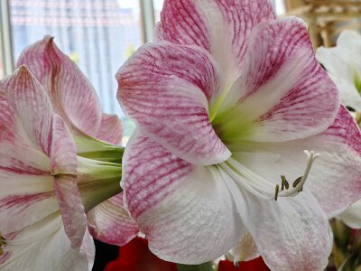 WuhanFlowerShow0426 (44)