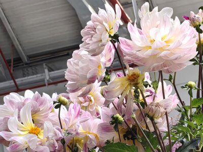 WuhanFlowerShow0426 (57)