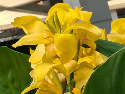 WuhanFlowerShow0426 (59)