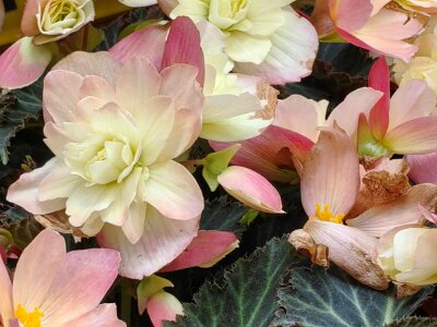 WuhanFlowerShow0426 (60)