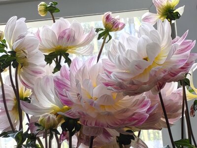 WuhanFlowerShow0426 (65)