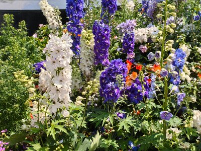 WuhanFlowerShow0426 (7)