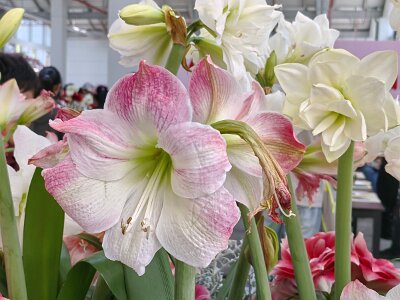 WuhanFlowerShow0426 (8)