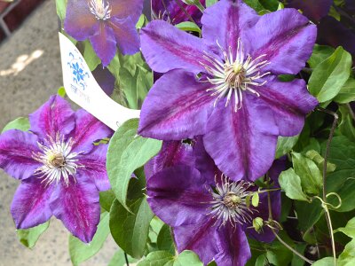 WuhanFlowerShow0426 (81)