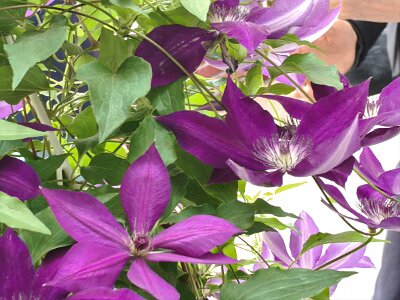 WuhanFlowerShow0426 (88)