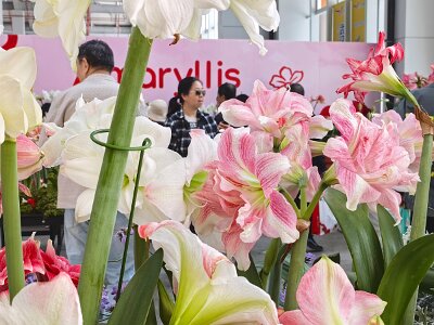 WuhanFlowerShow0426 (9)