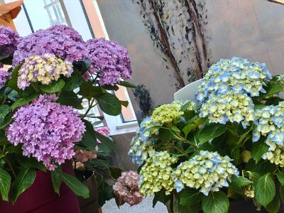 WuhanFlowerShow0426 (98)