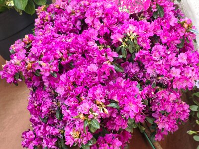 WuhanFlowerShow0426 (99)