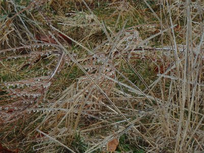icicles22 (27)