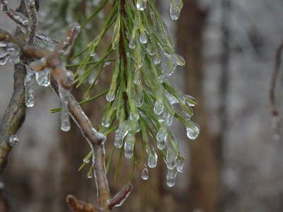 icicles22 (54)