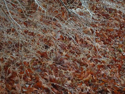 icicles22 (90)