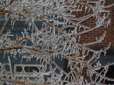 icicles22a (10)