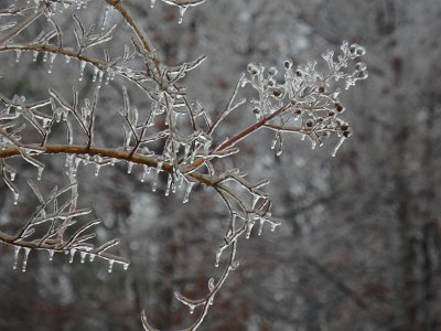 icicles22a (29)