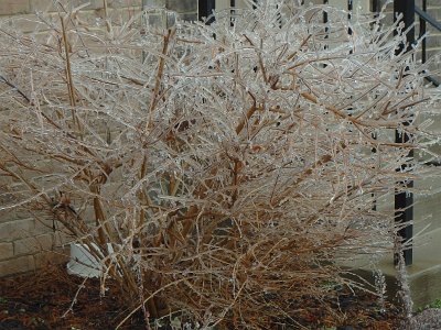 icicles22a (40)