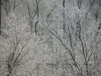 icicles22a (70)