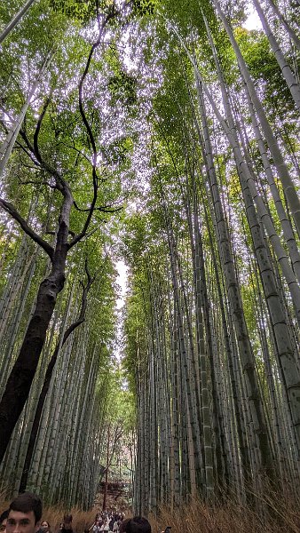 Japan24pix (567)