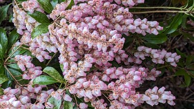 Japan24pix (620)