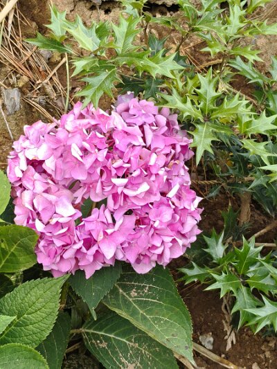 BuddhistBusan (140)