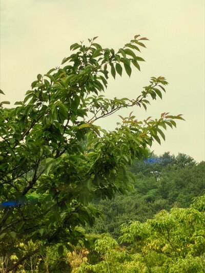 BuddhistBusan (235)