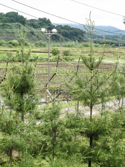 28 DMZ (113)