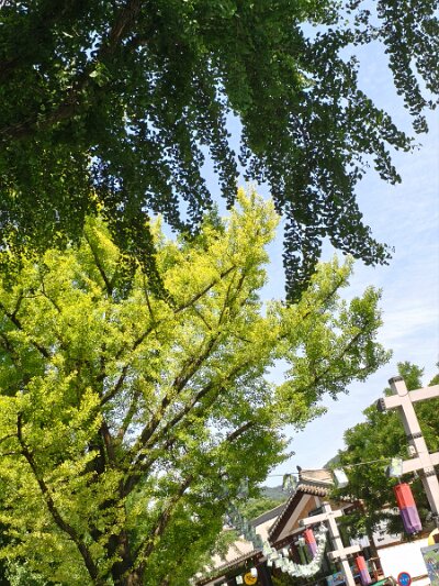Jeonju053026 (264)