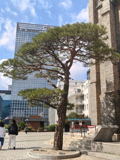 Myeondong (62)