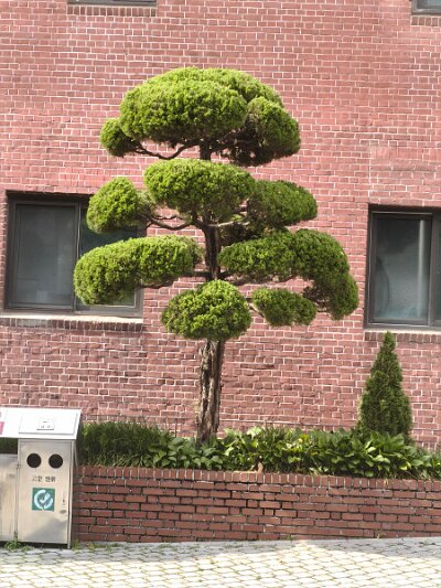 Myeondong (66)