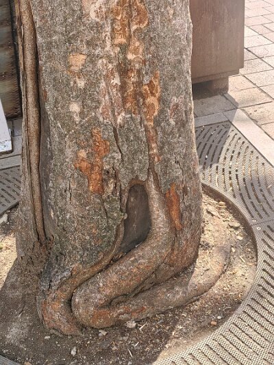Myeondong (75)