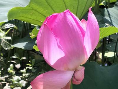 Lotus18p (65)