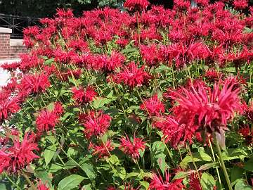 Monarda (169)