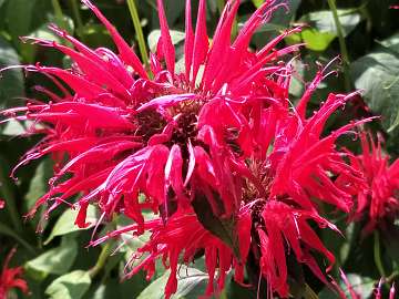 Monarda (198)