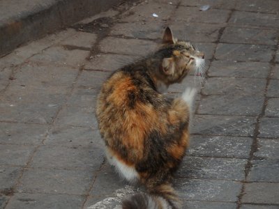 CasaBlanca (114)