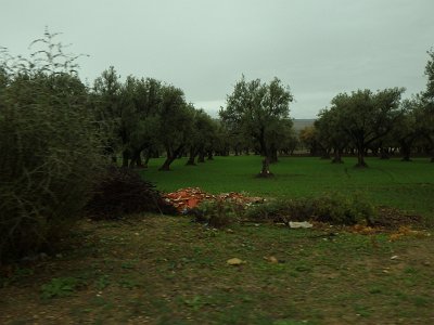 Volubilis (112)