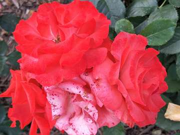 rose18 (186)